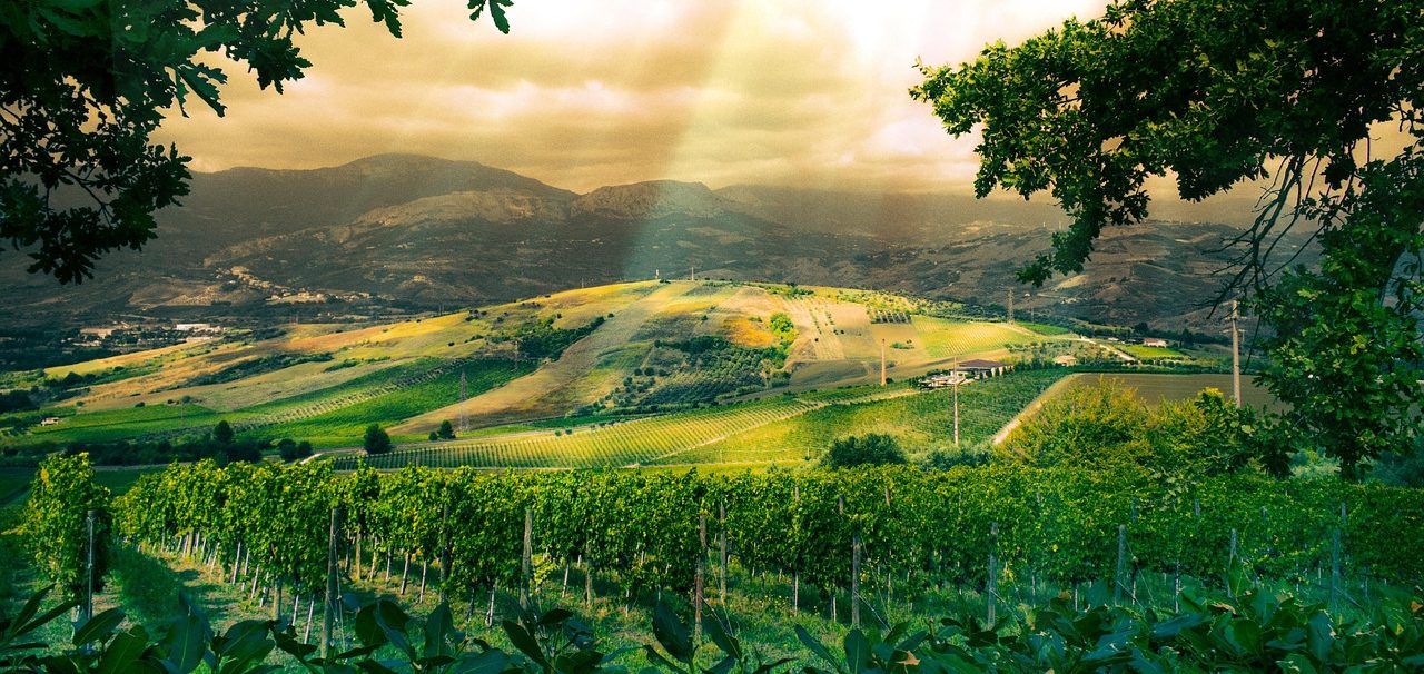 vineyard-4514030_1280 vineyard-4514030_1280
